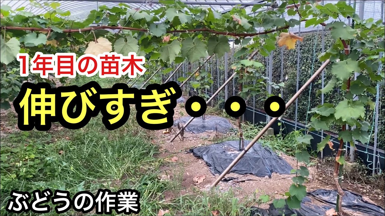「ぶどうの作業」1年目の苗木はどうなった？仕立て方間違ったかな・・・。