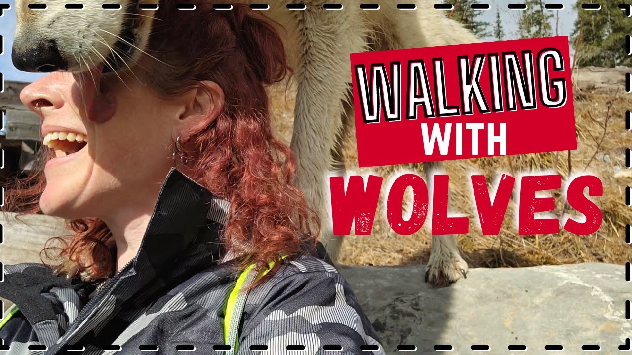 Wolf encounter - Golden, BC!!  | Photography tour at the Northern Lights Wolf Centre