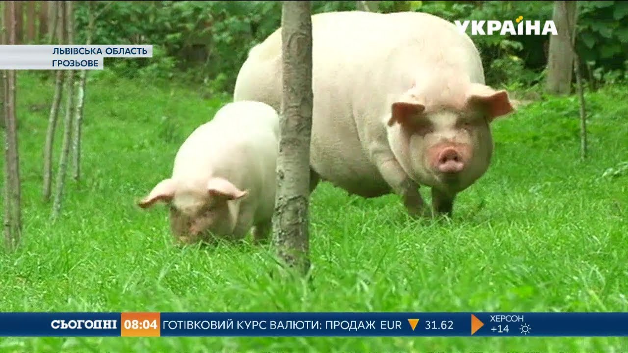 Спалах африканської чуми зафіксували на Львівщині