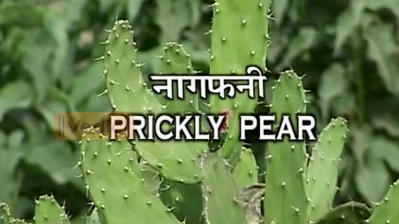 Health Benefits Of Prickly Pear (नागफनी) | Acharya Balkrishna