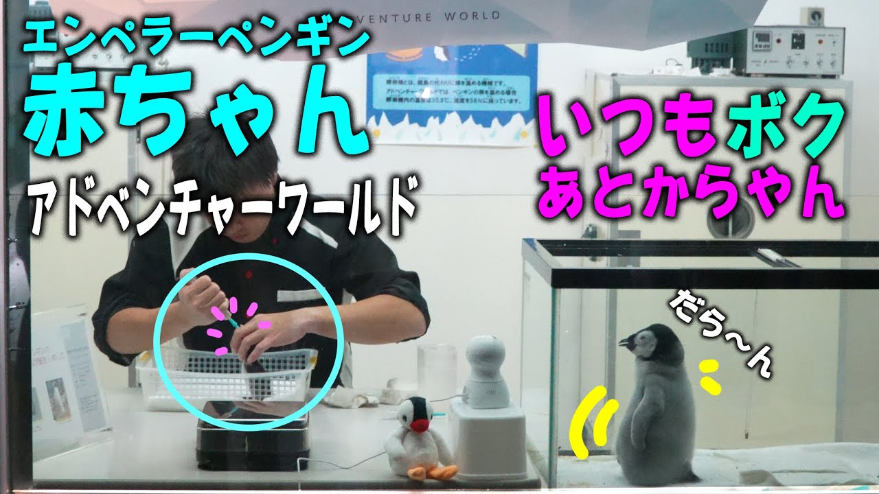 【爆睡中飛び起きゴックンしながら見守り】エンペラーペンギン赤ちゃんイワトビペンギンの赤ちゃんのごはんを現場監督