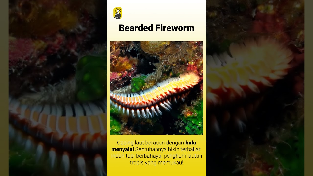 Bearded Fireworm, cacing laut beracun dengan bulu menyala!