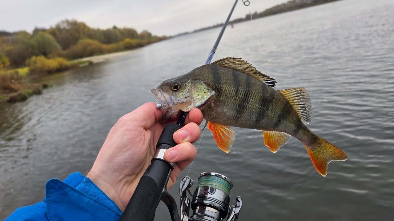 Ловля окуня на микроджиг в конце октября🎣