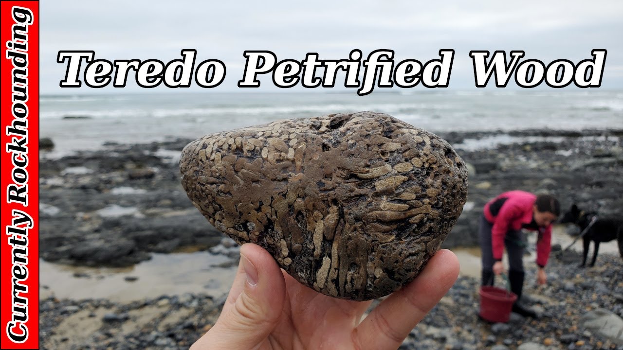 Beverly Beach Rockhounding // Tiny Agates & Teredo Wood