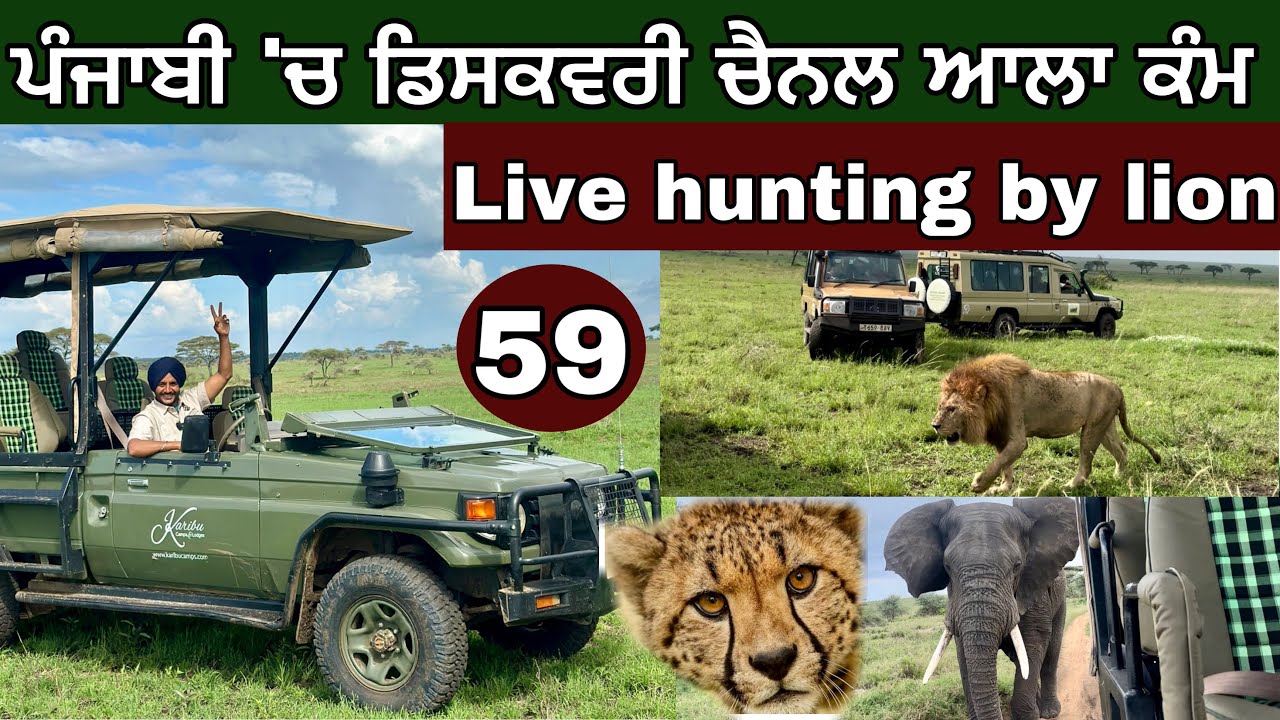 ਦੋ ਹਜ਼ਾਰ ਸ਼ੇਰਾਂ ਦੇ ਘਰੇ। Live hunting by Animals। ਡਿਸਕਵਰੀ ਚੈਨਲ ਆਲਾ ਮਹੌਲ। Tanzania