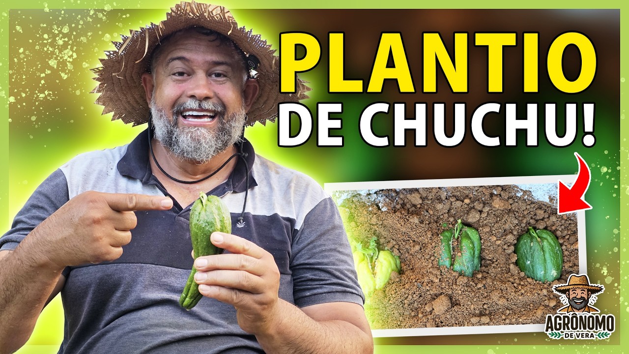 Como plantar CHUCHU para PRODUZIR muito
