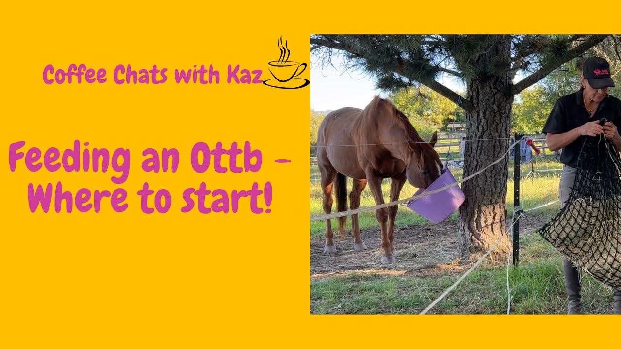 FEEDING AN OFF THE TRACK THOROUGHBRED - YOU START WITH THIS! #ottb #horsetraining #feedingottbs
