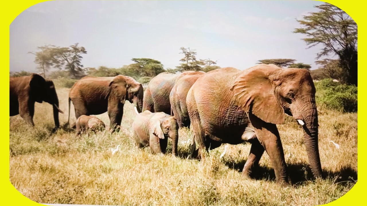 Kenia remake 2026 movie