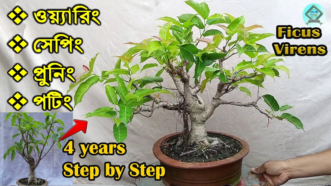 একটি গাছকে সহজেই কিভাবে বনসাই তে রূপ দিবেন | Bonsai Wiring Shaping Pruning Potting Sep by Step |