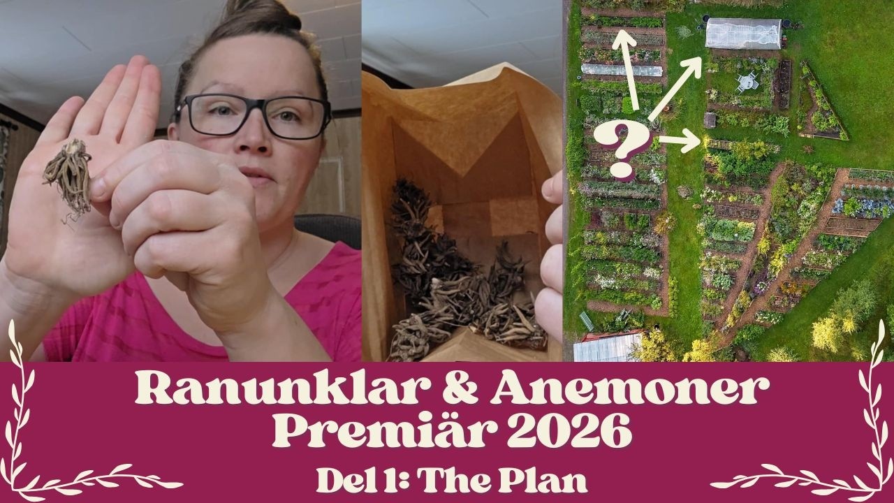 Min plan för ranunklar och anemoner 📜