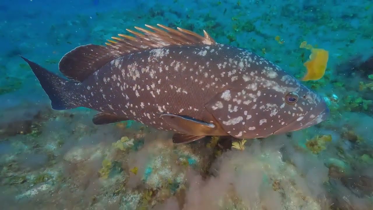 Buceo en El Hierro - 2023