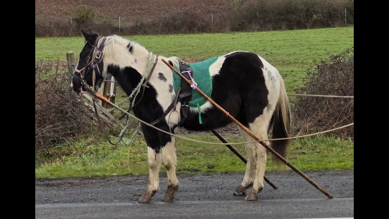 Okal, un paint horse de taille « double poney », réalise des exercices