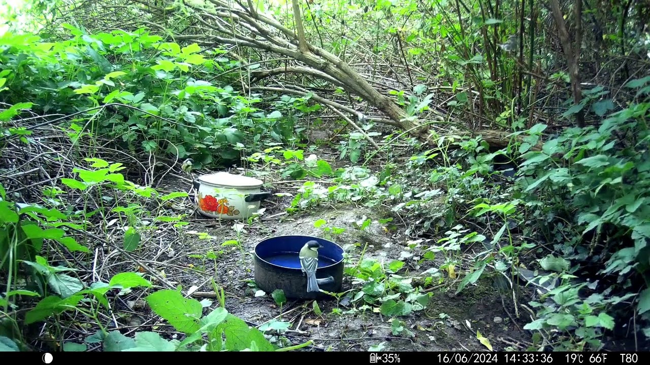 Trailcam 044 Bird Bath Part4