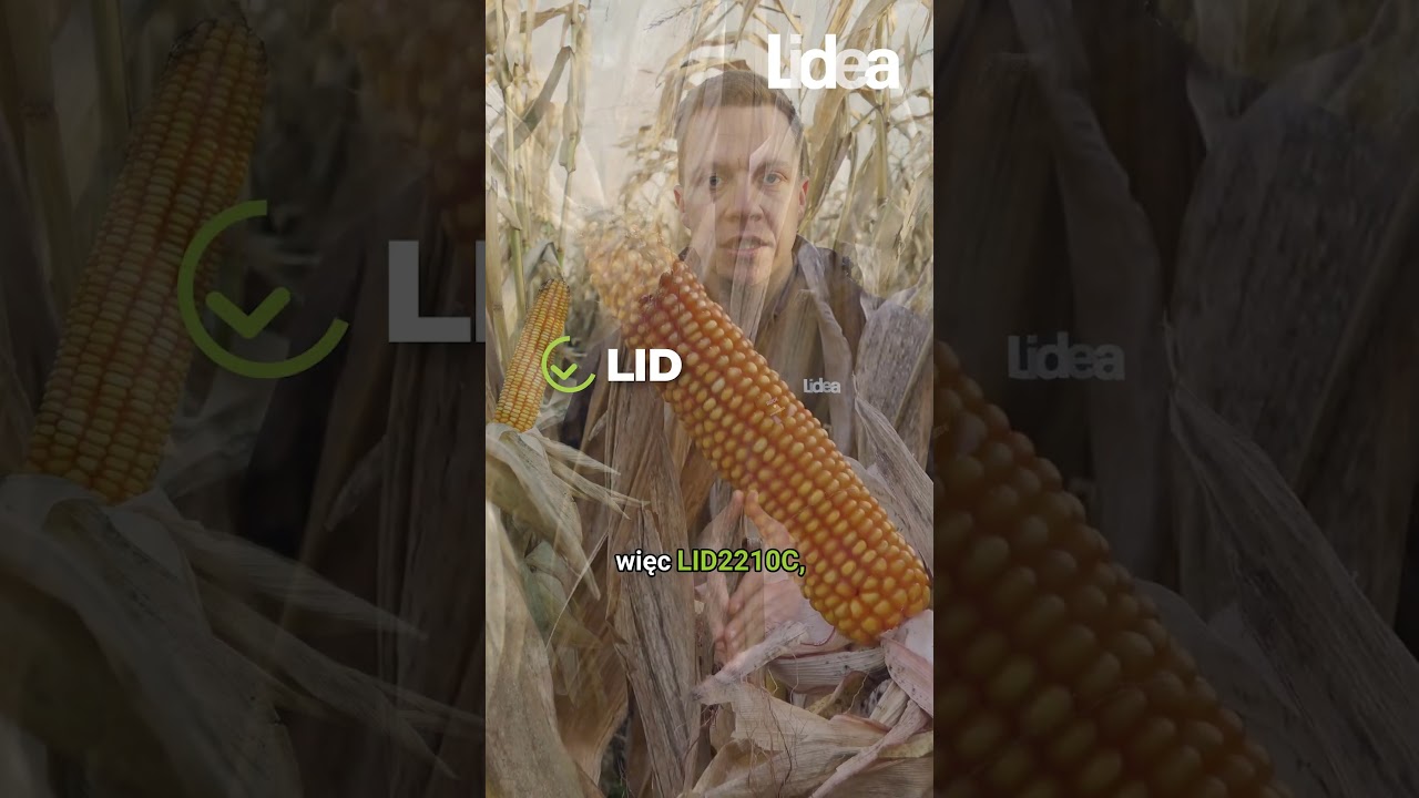 Kukurydza na słabe gleby? Te odmiany dają radę