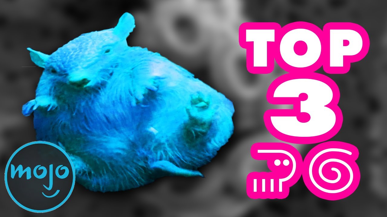 Top 3 weird animals