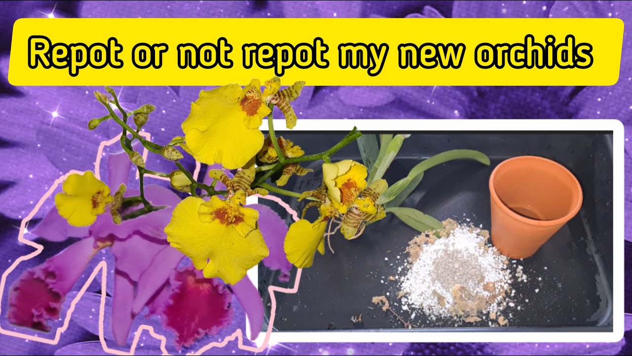NEW ORCHIDS REPOTTING NEW BUDS AND BALCONY UPDATE