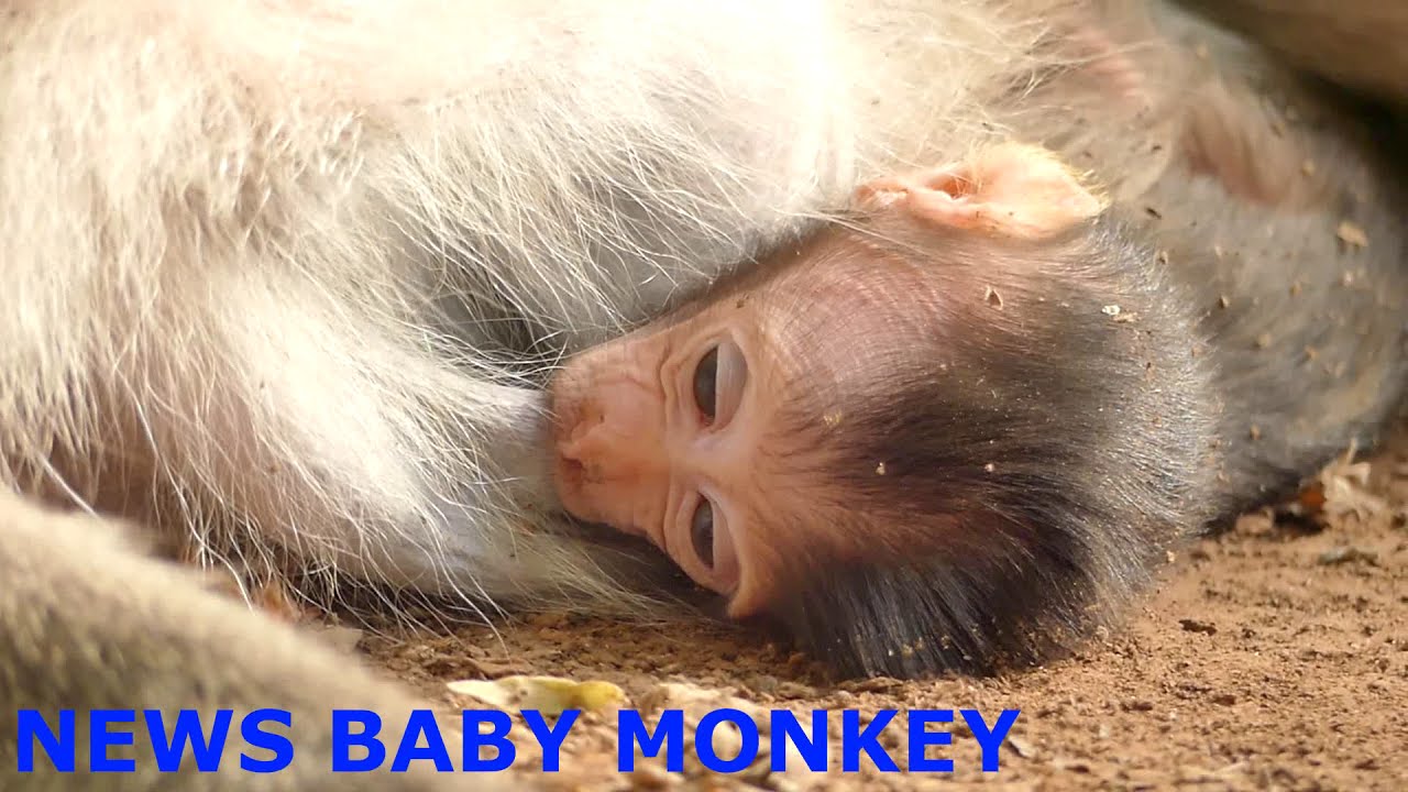 TAYON BABY MONKEY GOT MILK IN GOURND FEEDING | NEWS BABY MONKEY