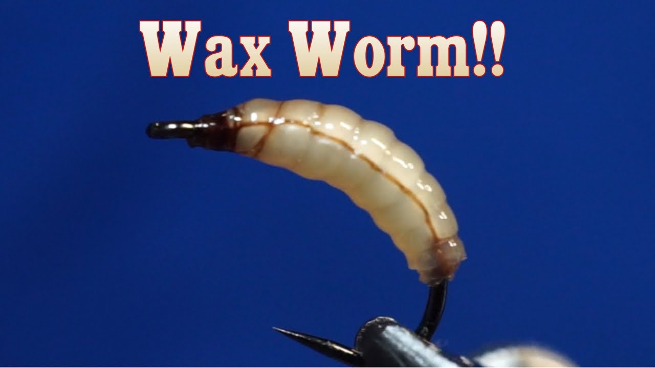 Realistic Wax Worm Tutorial