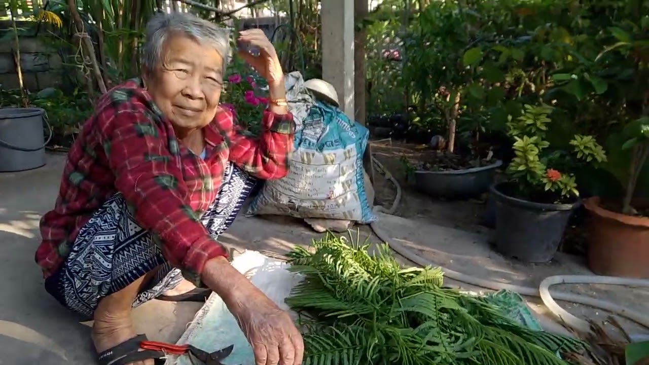 คุณยายมูนเก็บผักขะที่ปลูกไว้อวบๆ สาวสว่างคนอีสาน