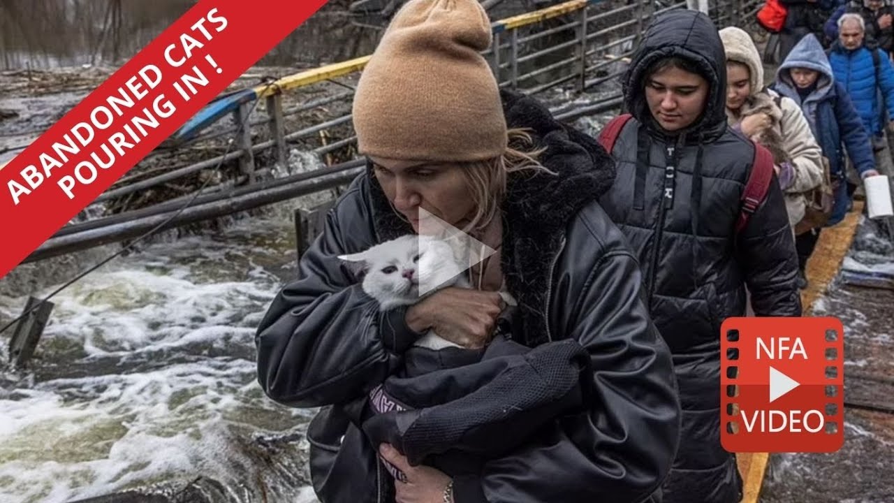 Ukraine&rsquo;s cats have 9 lives, BUT IN WAR, ONLY 1!