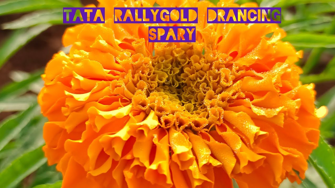 TATA RALLIGOLD (drenching process