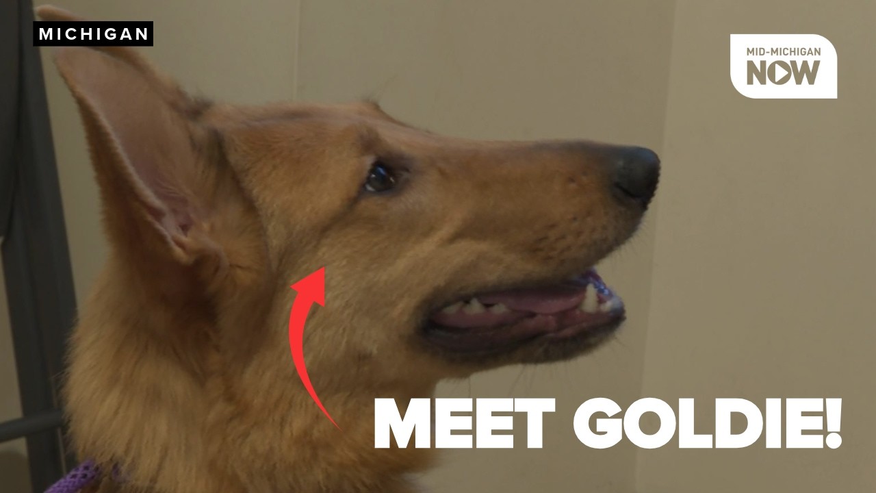 RESCUE ROUNDUP: Goldie, a 10-month-old, energetic pup is waiting for her new forever home