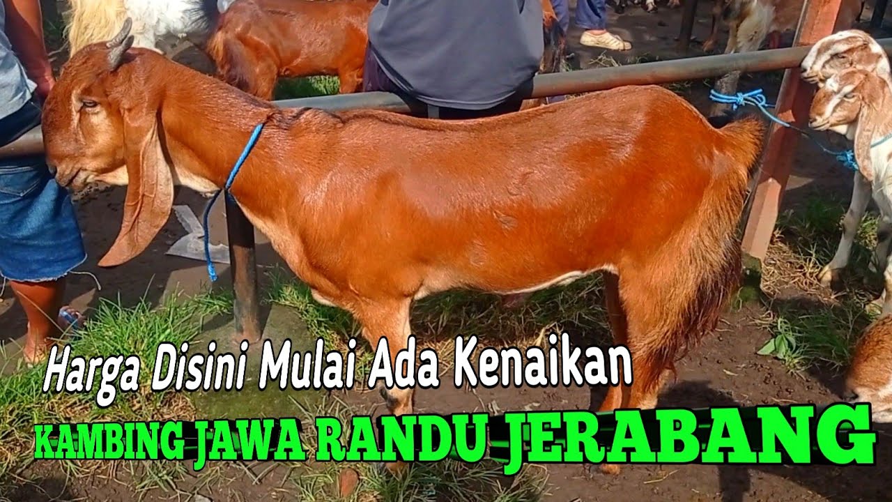 FAKTOR YANG MEMPENGARUHI HARGA KAMBING JAWA RANDU DI PASAR