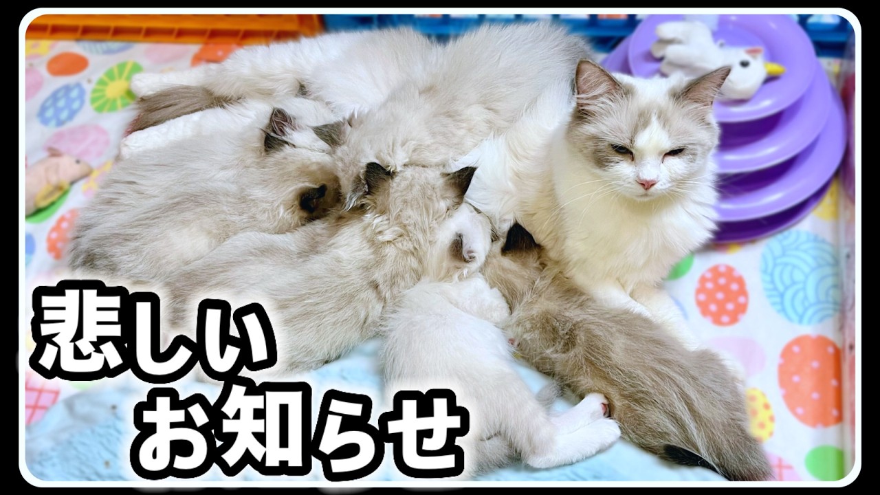 【涙の最終回】さようなら…７つ子子猫の悲しいお知らせ・今までありがとうございました #お知らせ #最終回