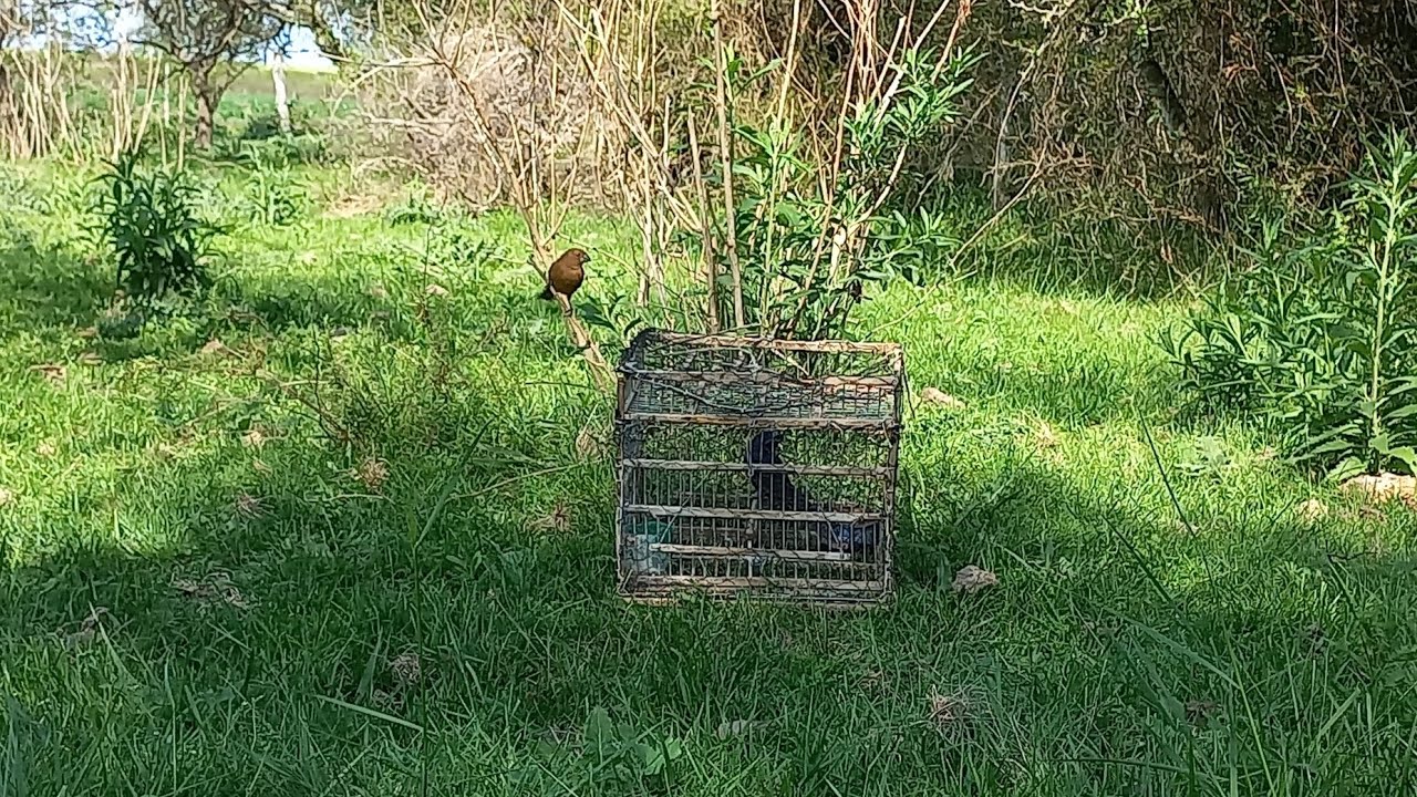 PROBANDO LA REINA MORA DE MI AMIGO. LA AVIONCITO 🔥  VUELA