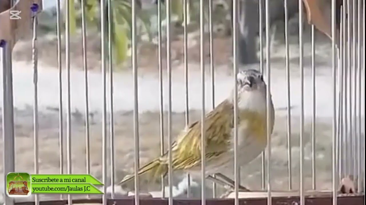 CANARIO DA TERRA JUVENIL O BASTÓ 