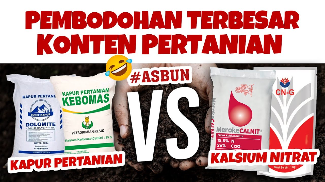 100% TEORI ASBUN 🤣❗❗❗ MARI BUKTIKAN KAPUR VS KALSIUM NITRAT | NAIKKAN PH & PEMBENAH TANAH RUSAK