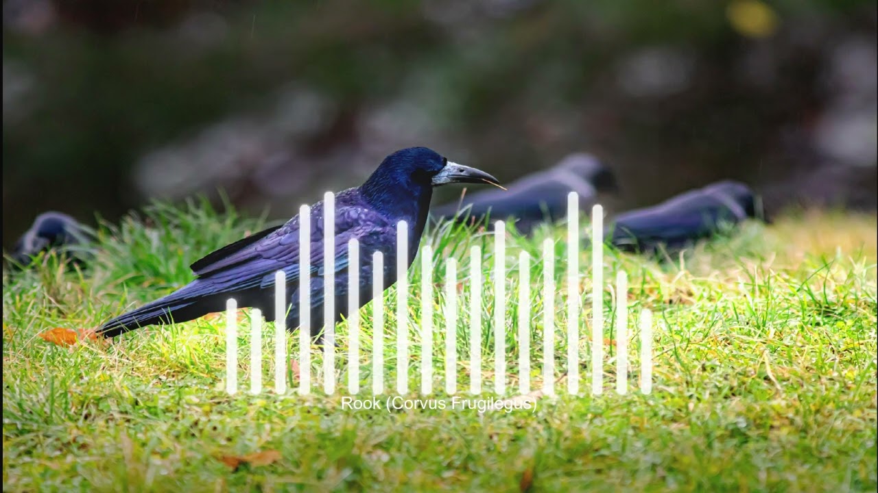 Rook (Corvus Frugilegus)
