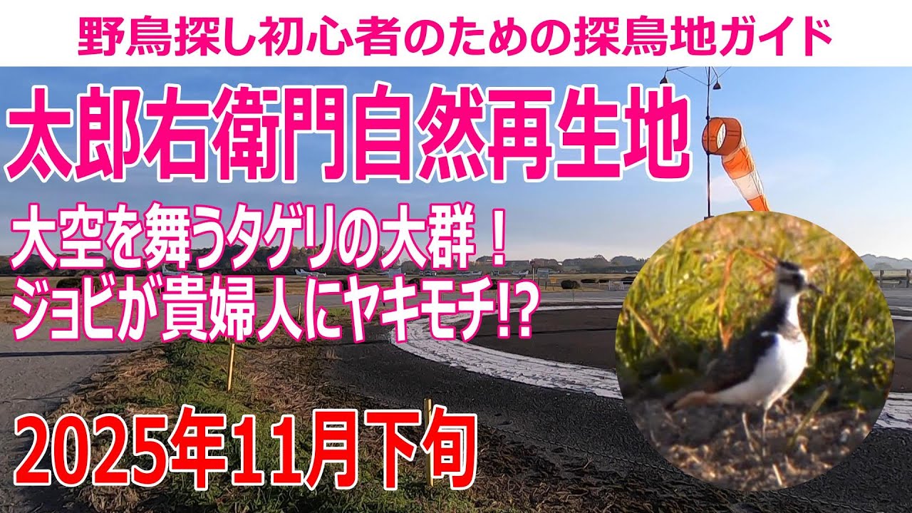 太郎右衛門自然再生地(埼玉県)の探鳥地レポート 大空を舞うタゲリの大群！ジョウビタキが貴婦人にヤキモチ!?　2025年11月下旬