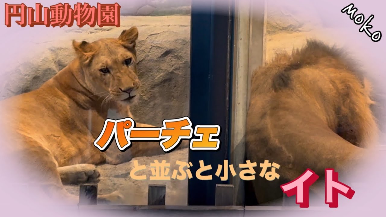 小さな【イト】の大きなハートが【パーチェ】を包む
