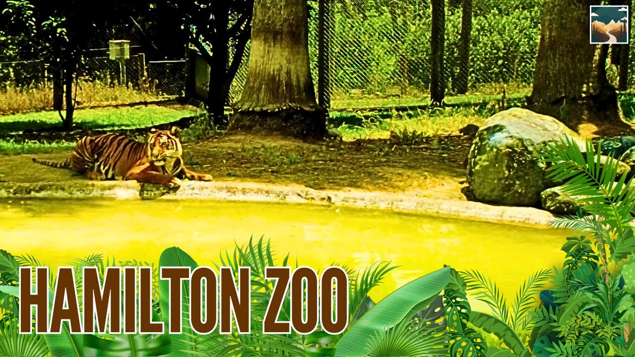 Exploring Hamilton Zoo: A Wild Adventure in New Zealand!