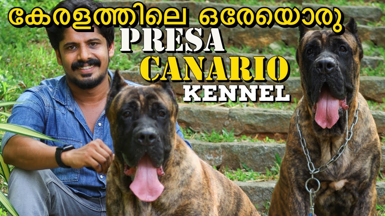 ആരെയും കൊല്ലുന്ന നാലെണ്ണം!!ഇത്രയും IMPORTED PRESA CANARIO ഡോഗ്സ് കേരളത്തിൽ വേറെവിടെയും ഉണ്ടാവില്ല..
