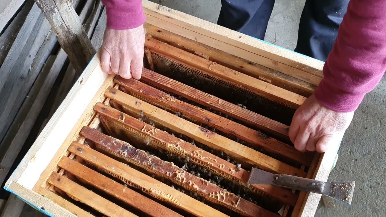(15.10.2021)STUP FĂRĂ MATCĂ, SEMĂNAT DOAR TRANTORI