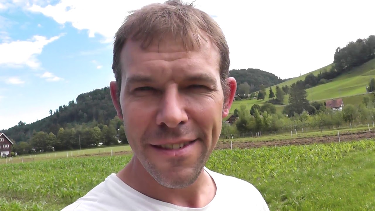 Mais hacken beim Adelbach-Hof