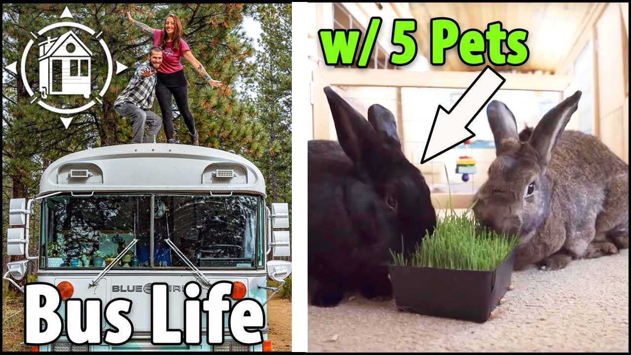 Bunny BUS!? Off-Grid Bus Life with 5 Pets (Rescue Animals)