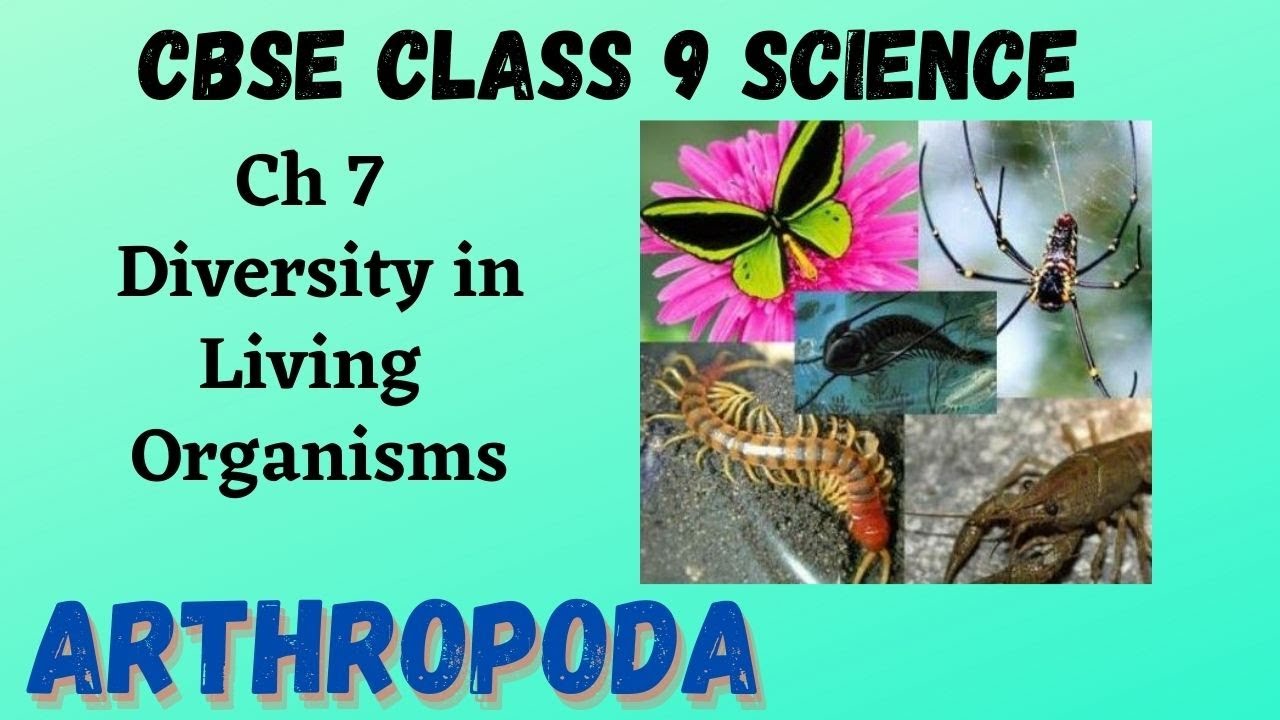 Arthropoda - Animalia | CBSE Class 9 Science Ch 7 Diversity in Living Organisms | ASKNSTUDY