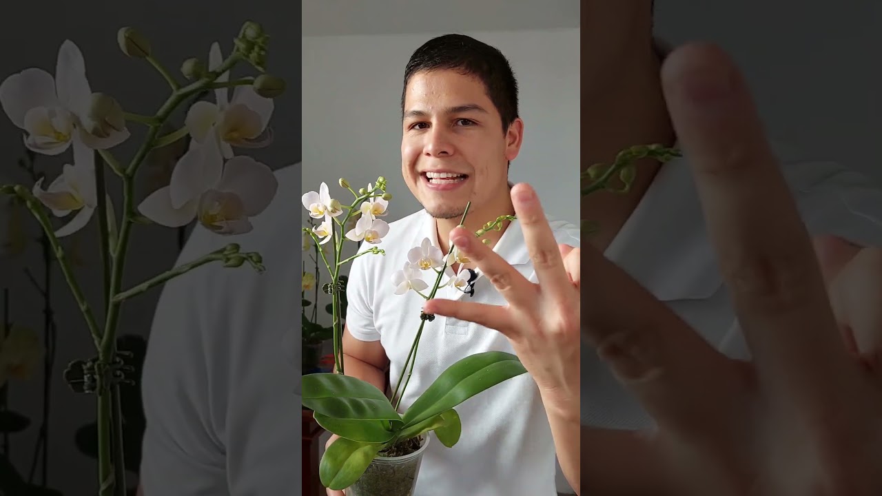 Como tener muchas varas florales en mi orqu&iacute;dea #flores #orquideas #plantas