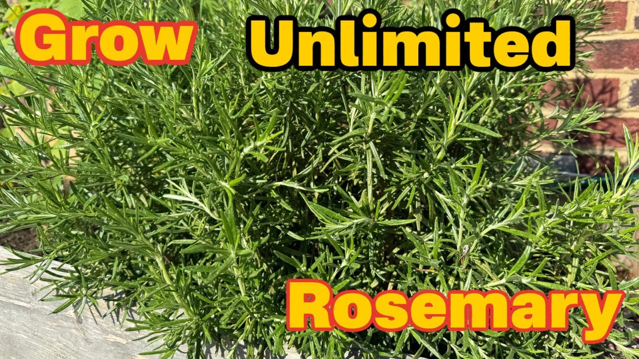Make Rosemary Hydrosol from Fresh Rosemary. How to Grow Rosemary? Benefits of Rosemary Hydrosol