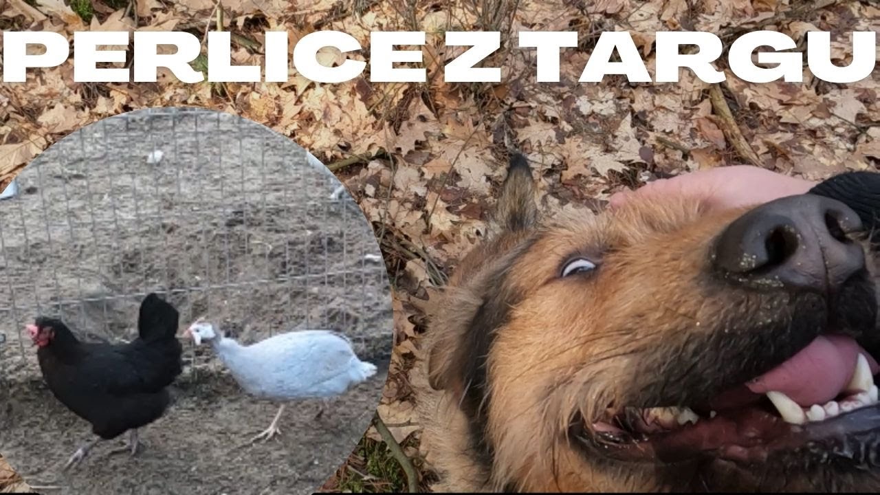 Nowe perliczki na bazie i spacer z Edziem po lesie