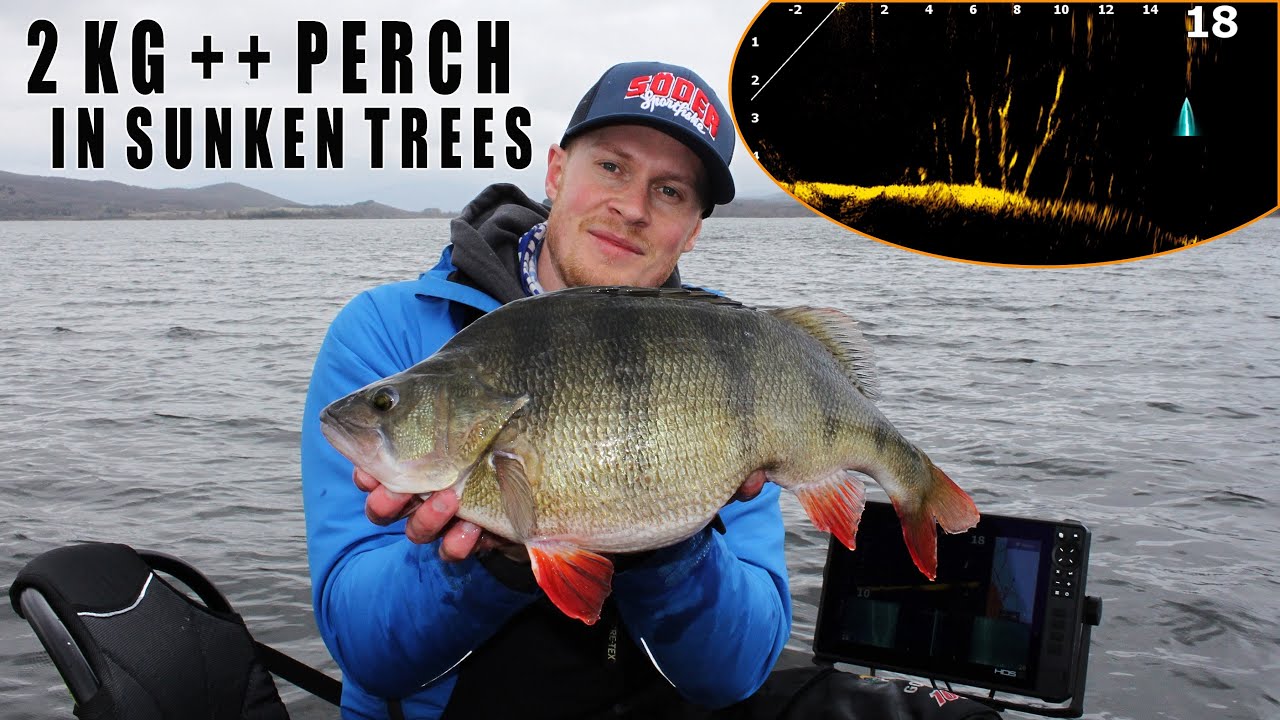 2 kg ++ Perch In Sunken Trees