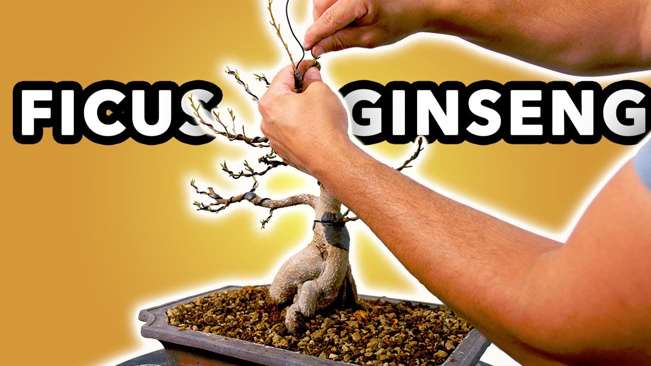 COMMENT REMPOTER et METTRE EN FORME un FICUS GINSENG