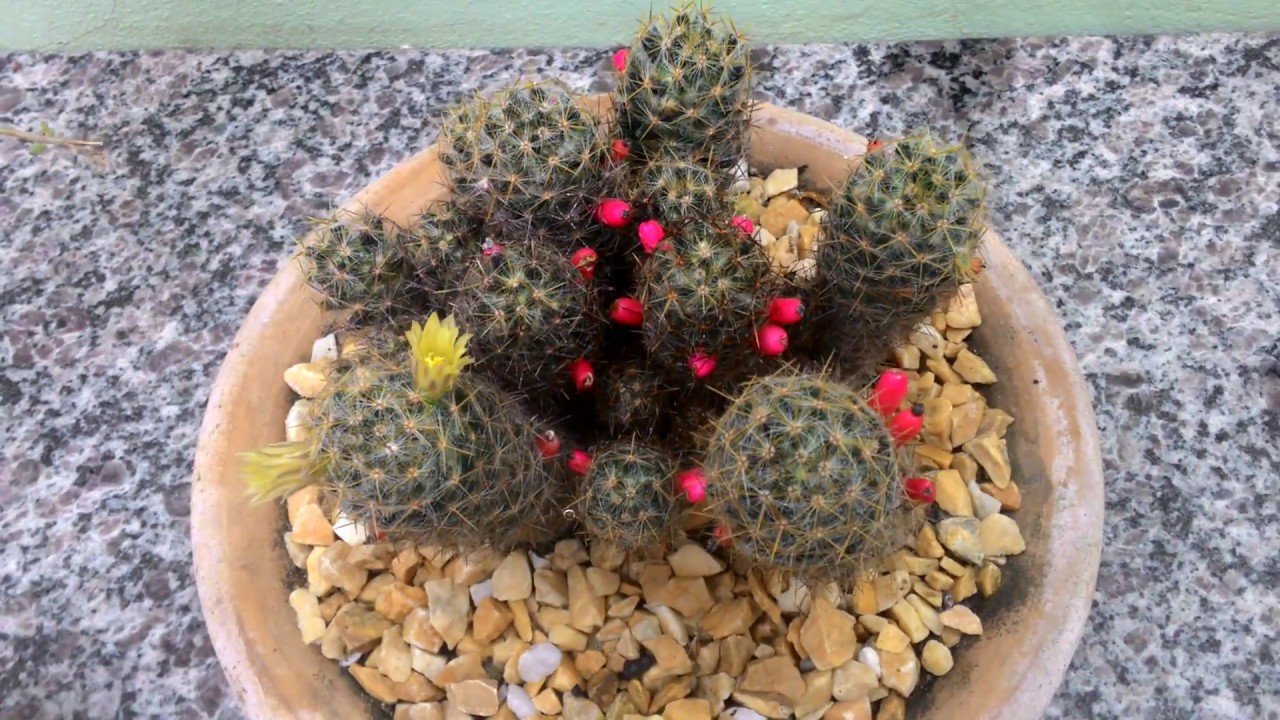 Sementes de cactos: colher no Outono, deixar secar, semear na Primavera.