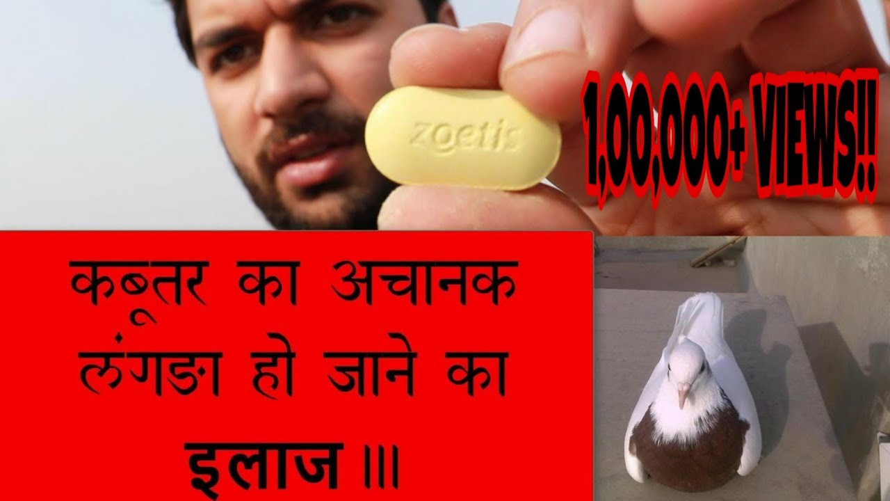 कबूतर का लंगड़ा होने का इलाज !! KABOOTAR CHAL NI PAA RAHE.
