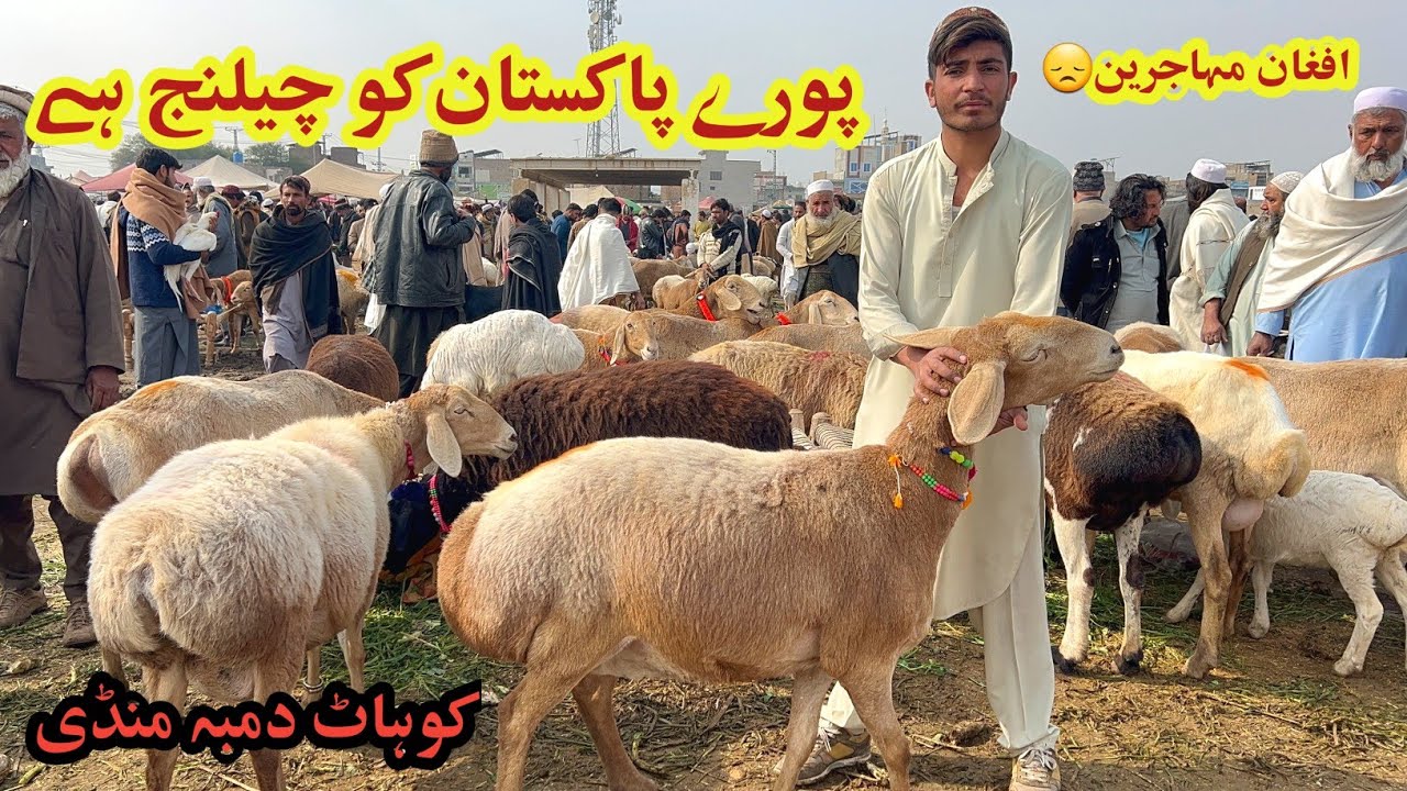 Afghan Muhajerin Ki Wapsi Confirm Balkhi Aur Turkey Bheren Aur Zero Size Dumbay February 1, 2026