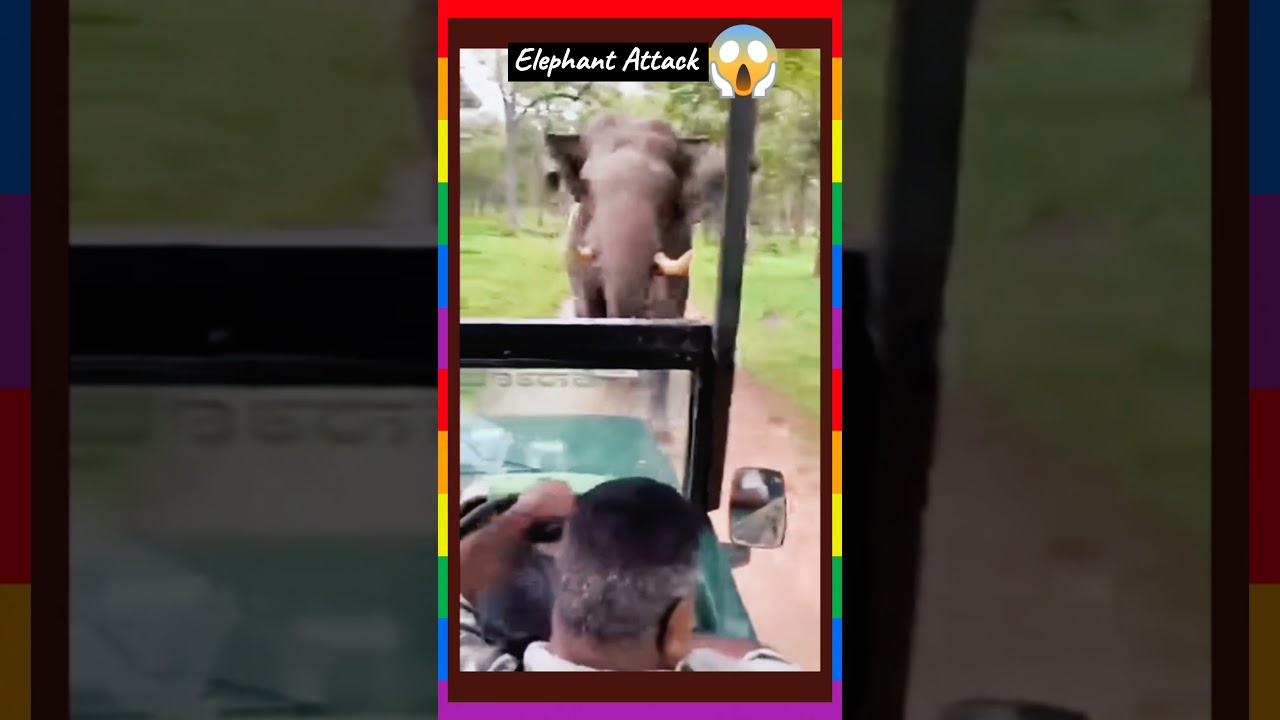 Elephant Attack | Spicy Facts PK |