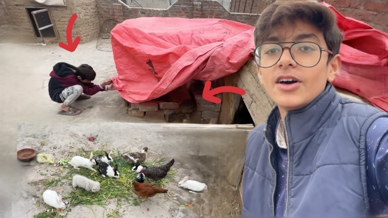 Birds ne Kabeer ki door lagva di😰#foryou#happy#funny#cute##bird#pegion #parrot#pets #dasi#